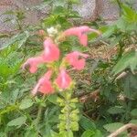 Salvia coccineaFlower