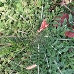 Reseda alba Frunză