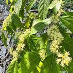 Casearia decandra Hoja