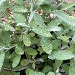 Salvia fruticosa Yaprak