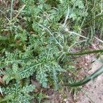 Notobasis syriaca 葉