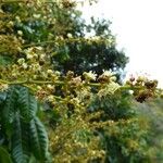Dimocarpus longan Kvet