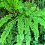 Adiantum pedatumFuelha