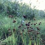 Juncus ensifolius Hábito