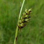 Carex hostiana फल