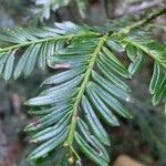 Prumnopitys montana Leaf