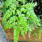 Adiantum diaphanum Levél