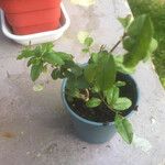 Sageretia thea Hoja