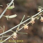 Reseda scoparia Other