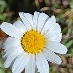 Leucanthemum graminifolium Цвят