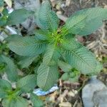 Ludwigia octovalvis Leaf