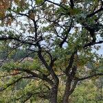Quercus garryana Hábito