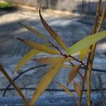 Salix × salamonii
