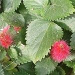 Acalypha herzogiana Květ