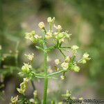 Galium angustifolium Flor