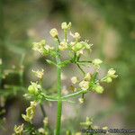 Galium angustifolium फूल