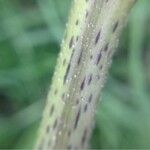 Xanthium italicum പുറംതൊലി