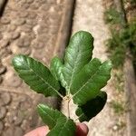 Quercus faginea List