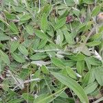 Pilosella officinarum 葉
