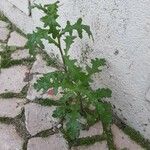 Senecio sylvaticus 整株植物