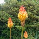 Kniphofia uvariaFlower