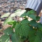 Rubus occidentalis Φύλλο