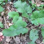 Arctium lappaᱥᱟᱠᱟᱢ