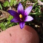Romulea linaresii Corteza