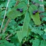 Lonicera nigra Ffrwyth