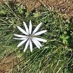 Podospermum purpureum 花