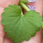Glechoma hederacea Leaf