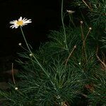 Argyranthemum foeniculaceum ᱮᱴᱟᱜ