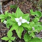 Cornus canadensis Blüte