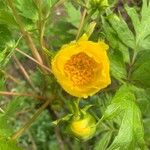 Paeonia ludlowii Çiçek