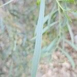 Acacia salicina Leaf