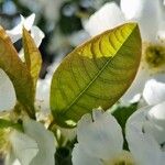 Exochorda racemosa Frunză