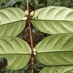 Tricalysia vadensis Other