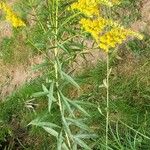 Solidago chilensis অভ্যাস