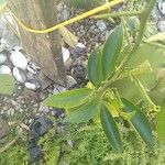 Citrus × aurantium Fruchs