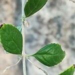 Buddleja asiatica Leht