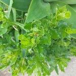 Senecio glastifolius Leaf
