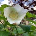 Rubus parviflorus Blomma