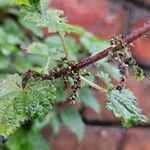 Urtica dioica Other