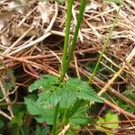 Berula erecta Blad