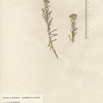 Achillea tenuifolia Arall