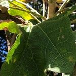 Jatropha curcas Blatt