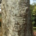 Platanus mexicana Кара