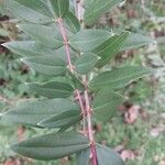 Coriaria japonica Blatt