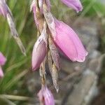 Dierama pulcherrimum Λουλούδι