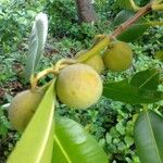Calophyllum calaba Fruct